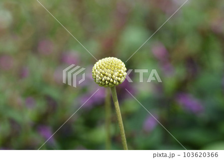 Golden billy-buttons 103620366