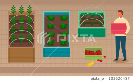 Urban farming, gardening or agriculture. A man planting out the sprouts to the wooden package bed 103620457