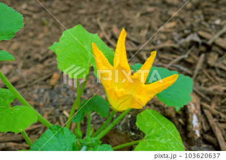 Yellow flowers of zucchini bloom in greenery garden during spring season. Yellow flowers of zucchini bloom in greenery garden during spring season. 103620637