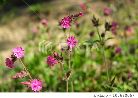 Red Campion Flower In nature. Red campion, Silene dioica, male plant flowers of wild hedgerow dioecious plant in spring Red Campion Flower In nature. Red campion, Silene dioica, male plant flowers of wild hedgerow dioecious plant in spring 103620667