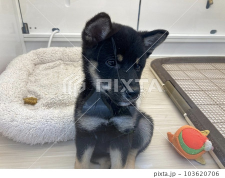 生まれて3ヶ月の豆柴犬、黒色の女の子です。 103620706