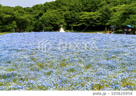 丘のある公園とネモフィラ　初夏のやくらい　宮城県加美町 103620956