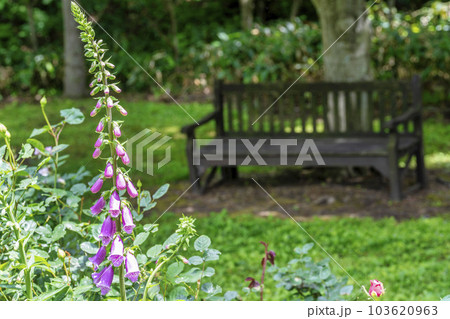 公園に咲くジギタリス 初夏のやくらい 宮城県加美町 公園に咲くジギタリス 初夏のやくらい 宮城県加美町 103620963