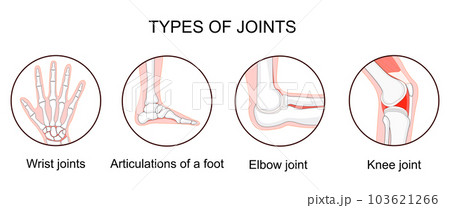 Types of joints 103621266