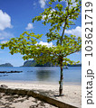 フィリピン　エルニドの穏やかなビーチと若木 103621719