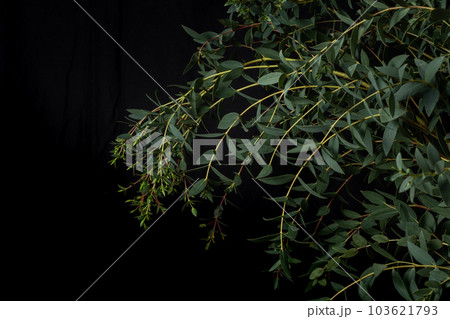 Branch of eucalyptus parvifolia on a black background. 103621793