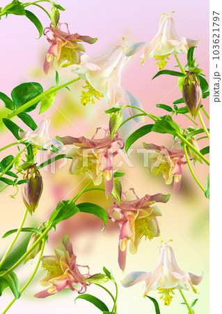 Beautiful aquilegia flowers. Festive floral on a soft pink background 103621797