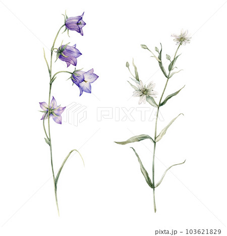 Close-up of blue spreading bellflower flowers. Campanula patula, little bell, bluebell, rapunzel. Rabelera holostea, stellaria.Watercolor hand painting illustration on isolate white background. Close-up of blue spreading bellflower flowers. Campanula patula, little bell, bluebell, rapunzel. Rabelera holostea, stellaria.Watercolor hand painting illustration on isolate white background. 103621829