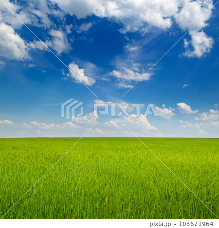 Green wheat field and blue sky. Beautiful spring agrolandscape. 103621964