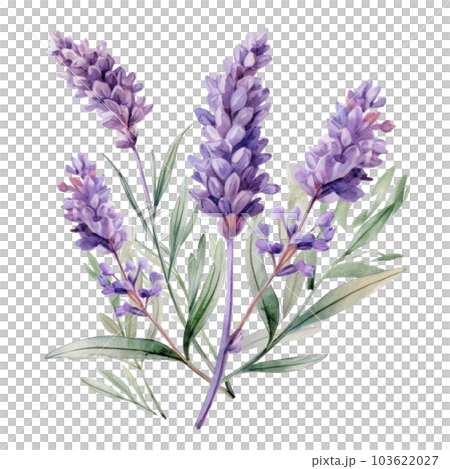 Lavender flowers isolated. Illustration AI Generative Lavender flowers isolated. Illustration AI Generative 103622027