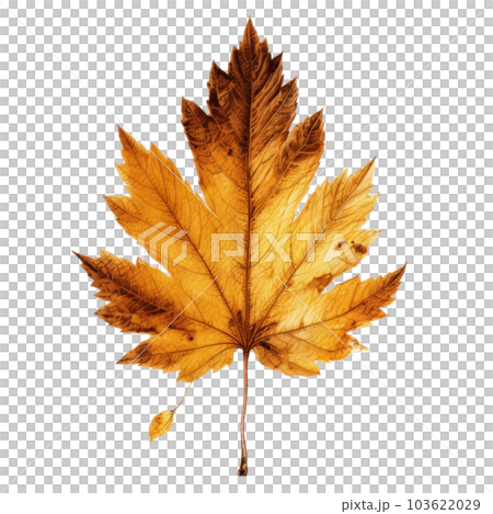 Autumn leaf isolated. Illustration AI Generative Autumn leaf isolated. Illustration AI Generative 103622029