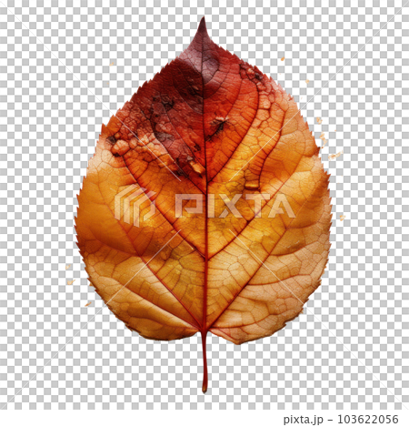 Autumn leaf isolated. Illustration AI Generative Autumn leaf isolated. Illustration AI Generative 103622056