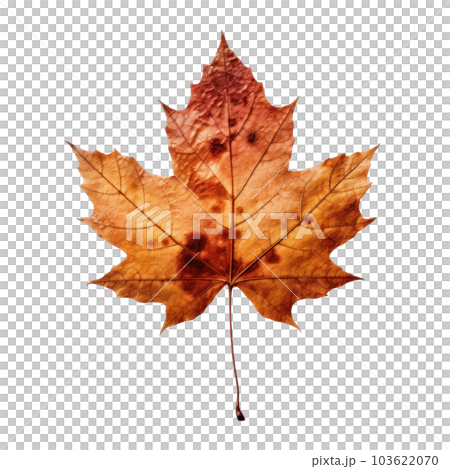 Autumn leaf isolated. Illustration AI Generative Autumn leaf isolated. Illustration AI Generative 103622070
