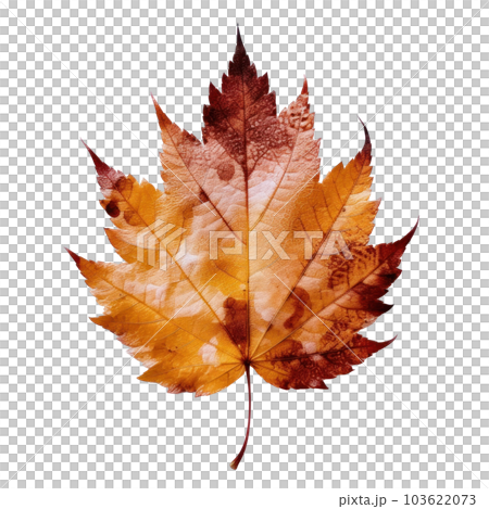 Autumn leaf isolated. Illustration AI Generative Autumn leaf isolated. Illustration AI Generative 103622073