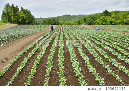 初夏の北海道乙部町でキャベツ畑の雑草刈りの作業風景を撮影 103622155