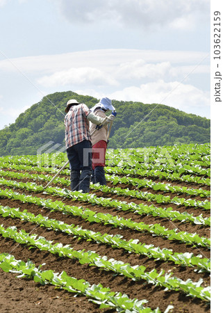 初夏の北海道乙部町でキャベツ畑の雑草刈りの作業風景を撮影 103622159