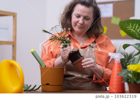 Woman transplants hamedorea indoor plant into decorative pot. Home gardening, biophilic interior design concept. Woman transplants hamedorea indoor plant into decorative pot. Home gardening, biophilic interior design concept. 103622319