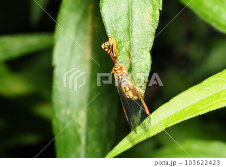 ヒメカマキリモドキ 103622423