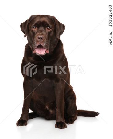 Chocolate Labrador puppy sitting on a white background. 103622463