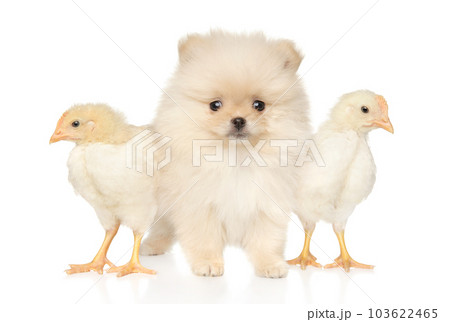 Two chickens and a Pomeranian puppy 103622465