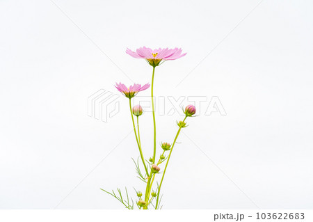 白背景の秋桜 103622683