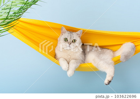 Cute white cat lie on a yellow fabric hammock Cute white cat lie on a yellow fabric hammock 103622696