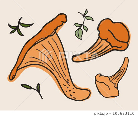Chanterelle mushrooms with seasoning and herbs vector illustration. Hand drawn edible mushrooms 103623110