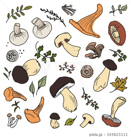 Mushrooms set with seasoning and herbs vector illustration. Hand drawn art of edible mushrooms. Mushrooms set with seasoning and herbs vector illustration. Hand drawn art of edible mushrooms. 103623111