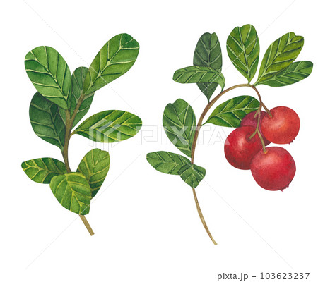 Hand drawn Watercolor Red lingonberry. Set of Cranberry. Illustration of forest wild plants. Isolated objects on white background for packaging design, postcards, print Hand drawn Watercolor Red lingonberry. Set of Cranberry. Illustration of forest wild plants. Isolated objects on white background for packaging design, postcards, print 103623237