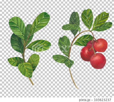 Hand drawn Watercolor Red lingonberry. Set of Cranberry. Illustration of forest wild plants. Isolated objects on white background for packaging design, postcards, print Hand drawn Watercolor Red lingonberry. Set of Cranberry. Illustration of forest wild plants. Isolated objects on white background for packaging design, postcards, print 103623237