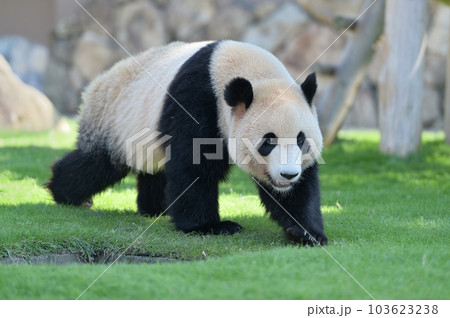 お散歩中の海浜 103623238