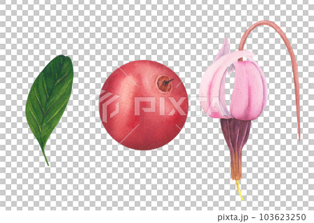 Hand drawn Watercolor Red lingonberry. Set of Cranberry. Illustration of forest wild plants. Isolated objects on white background for packaging design, postcards, print Hand drawn Watercolor Red lingonberry. Set of Cranberry. Illustration of forest wild plants. Isolated objects on white background for packaging design, postcards, print 103623250