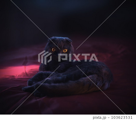 lop-eared british cat gray and purple hue. Scottish cat. Fold-eared Scotsman. Beautiful cat close-up. Creative photo. High quality photo lop-eared british cat gray and purple hue. Scottish cat. Fold-eared Scotsman. Beautiful cat close-up. Creative photo. High quality photo 103623531