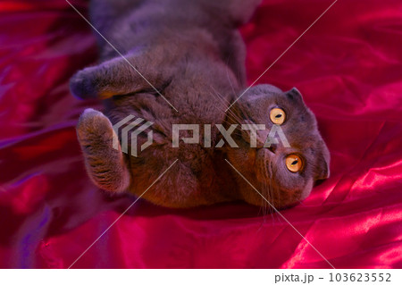 lop-eared british cat gray and purple hue. Scottish cat. Fold-eared Scotsman. Beautiful cat close-up. Creative photo. High quality photo lop-eared british cat gray and purple hue. Scottish cat. Fold-eared Scotsman. Beautiful cat close-up. Creative photo. High quality photo 103623552