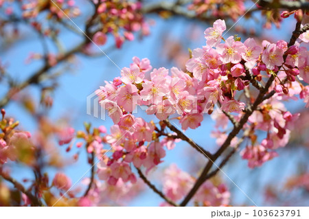 カワヅザクラ　満開 103623791