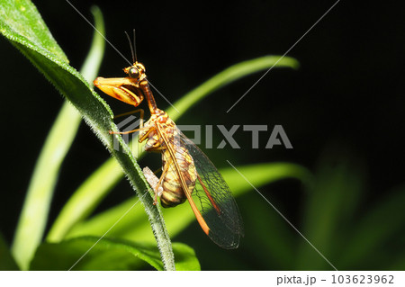 ヒメカマキリモドキ ヒメカマキリモドキ 103623962