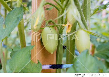 After flowers have blossomed petite green tomatoes gradually emerge thrive in springtime 103624072