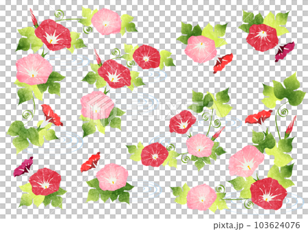 red morning glory frame set red morning glory frame set 103624076