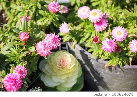 ムギワラギクの花 103624079