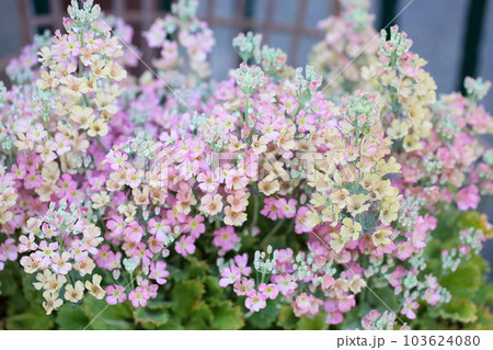 プリムラ　マルコイデスの花 103624080