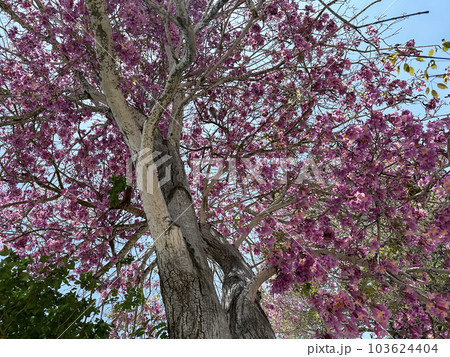 Flowering tree of Handroanthus impetiginosus (lat.Tabebuia impetiginosa) Flowering tree of Handroanthus impetiginosus (lat.Tabebuia impetiginosa) 103624404