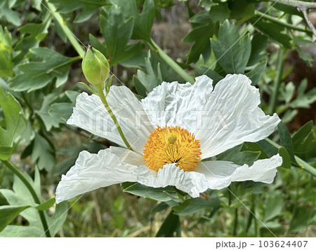 Coulter's Matilija poppy or California tree poppy (lat.- Romneya coulteri) 103624407