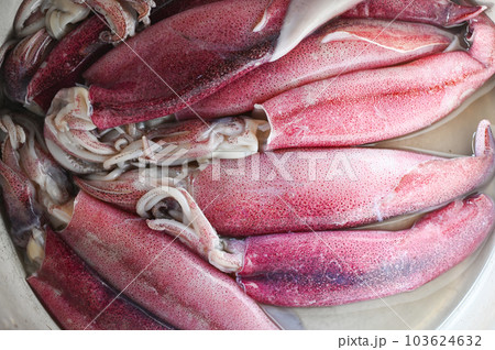 Raw squid on plate background, fresh squids octopus or cuttlefish for cooked food at restaurant or seafood market 103624632