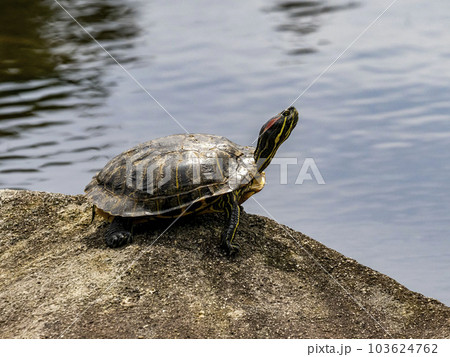 池の中にある岩の上で甲羅干ししているミシシッピアカミミガメ 103624762