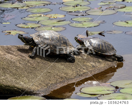 池の中にある岩の上で甲羅干ししているミシシッピアカミミガメ 103624763
