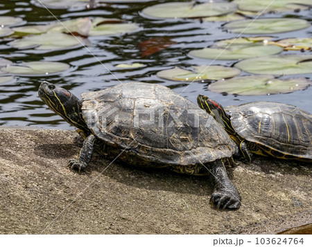 池の中にある岩の上で甲羅干ししているミシシッピアカミミガメ 池の中にある岩の上で甲羅干ししているミシシッピアカミミガメ 103624764