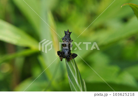 ゴミグモ ゴミグモ 103625218