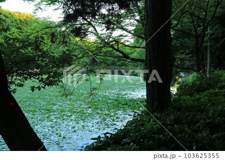三ッ池公園を歩いた 三ッ池公園を歩いた 103625355