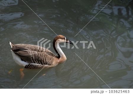 カリガネ カリガネ 103625463