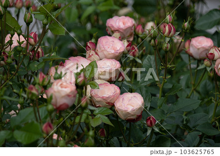 バラ 103625765